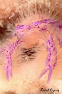 Hairy little one by Raoul Caprez 